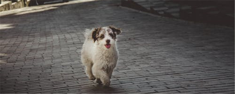 狗狗乱吃东西怎么办 狗狗乱吃东西要及时制止