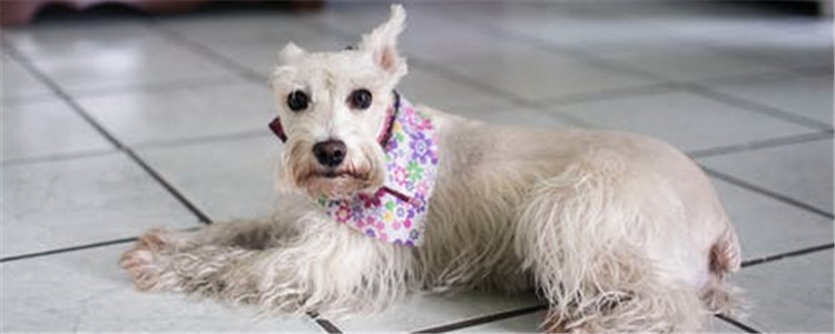 狗狗毛发怎么护理 给狗狗护理毛发要注意什么