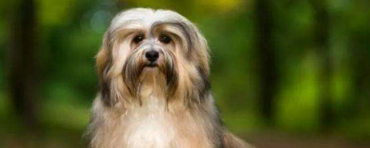 怎么挑约克夏 约克夏这么选你绝不会选错的！