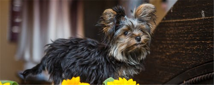 长毛狗怎么养 养长毛狗狗要注意哪些方面