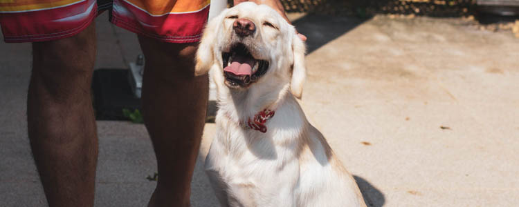 狗狗总是叫怎么训练 让狗狗听你指令叫或停