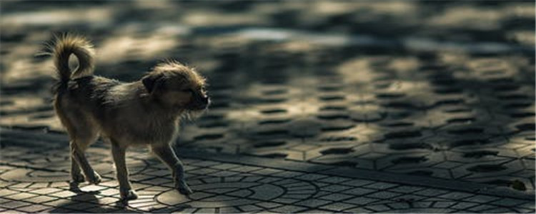 在家怎么给狗狗美容 剪指甲也算是美容！