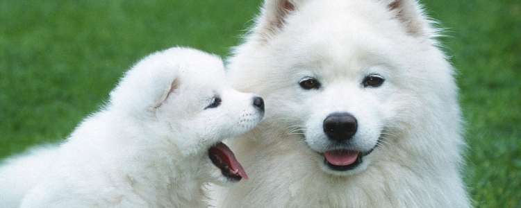 狗狗缺钙怎么补 补钙过度也会有危险！