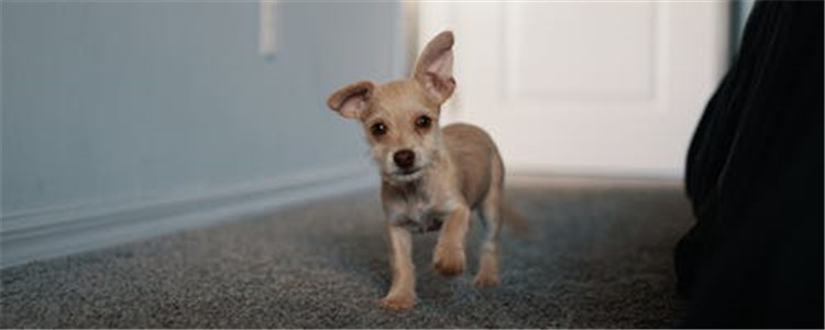 狗狗常见的手术有什么 这五种手术你了解吗