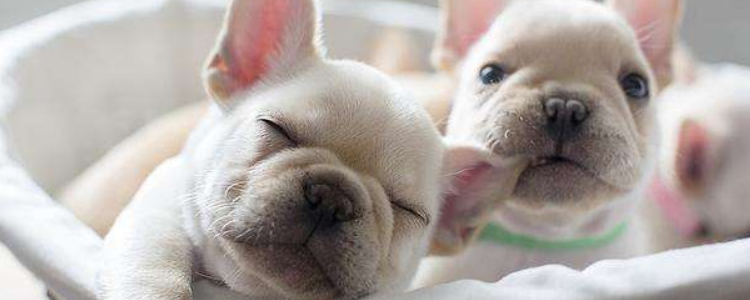 如何正确饲养法斗 怎么饲养“脆弱”的法斗高见办法在这里