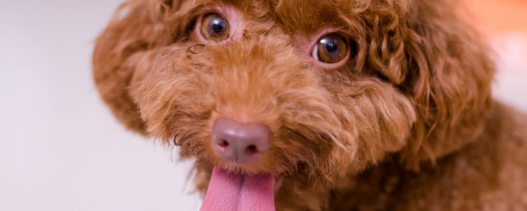 泰迪犬狗粮的喂食方法 提高泰迪熊胃口的方法