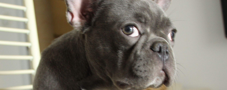 测试狗狗智商的方法 3个小方法轻松测狗狗智商