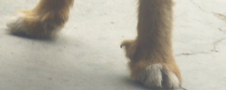 狗狗狼趾一定要除去吗 带你了解狗狗脚爪的秘密