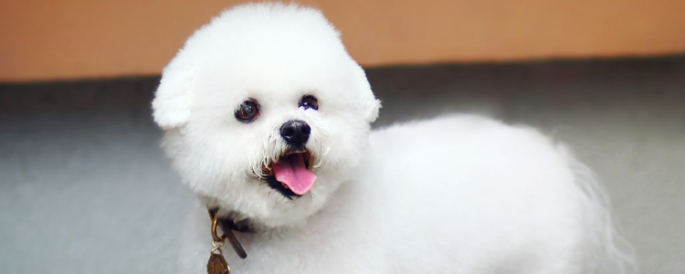 狗狗必须吃狗粮吗 吃狗粮对狗狗有什么好处