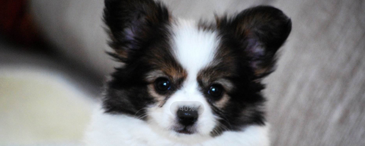 养蝴蝶犬有什么好处 蝴蝶犬的好处可不止在于外表优秀颜值