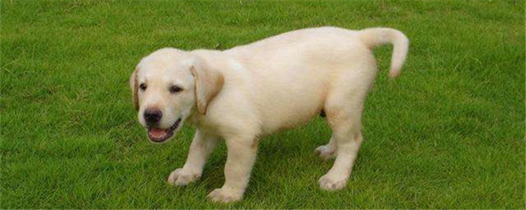 拉布拉多口水多吗 拉布拉多口水多是怎么了