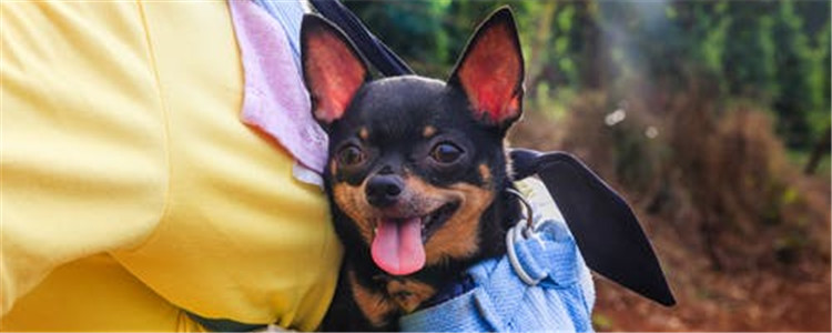 养狗有什么好处 养狗使人开心使人快乐