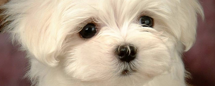 全犬粮是什么意思 全犬粮幼犬可以吃吗