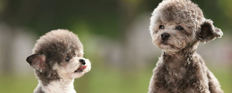 幼犬粮和成犬粮的区别 千万不要混着吃!