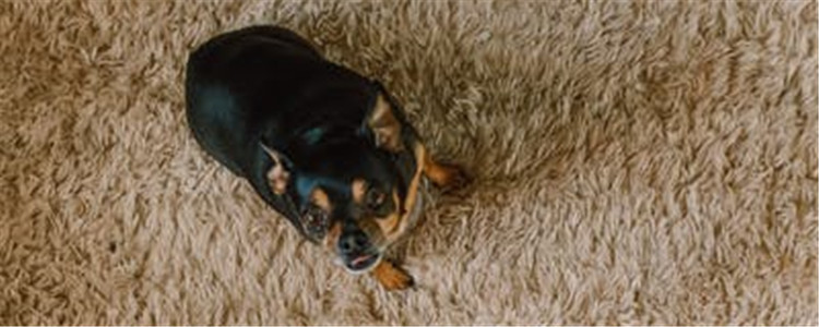 狗狗为什么会便秘 狗狗便秘的原因你知道吗