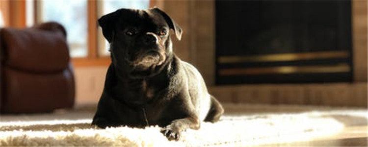 可以给狗狗吃蛋黄吗 狗狗吃蛋黄有什么好处