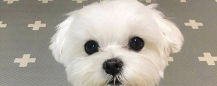 如何搭配狗狗营养餐 五大营养套餐增强狗狗体质