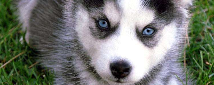 哈士奇喜欢吃什么 哈士奇的饮食禁忌