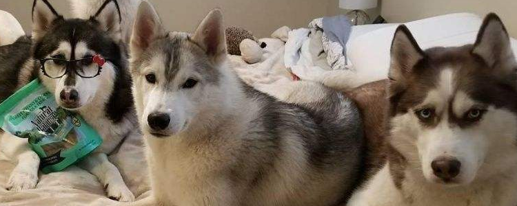 哈士奇的喂养方法 哈士奇各阶段饮食指南