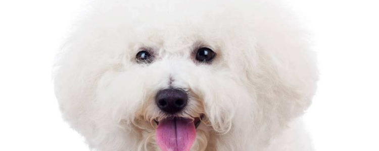 比熊犬应当如何饲养 正确饲养比熊犬是在为自己赚钱呢