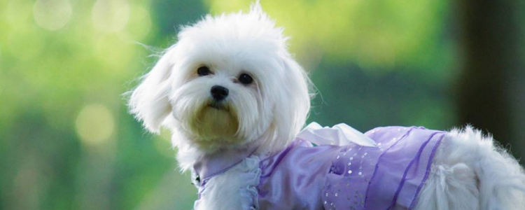 狗狗呕吐狗粮怎么办 别让你不科学的喂养方式害了狗