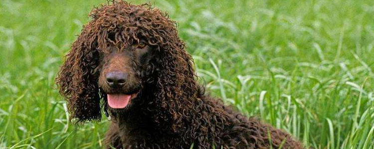 水猎犬吃什么样的狗粮 怎么挑选美国水猎犬的狗粮