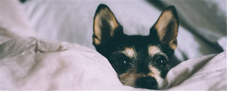 狗狗呕吐是什么原因 哪些原因会引发狗狗呕吐