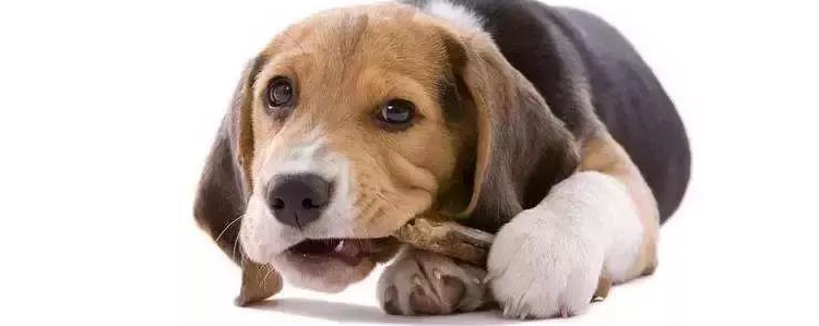 狗狗食欲不振 异常状况主人要注意!