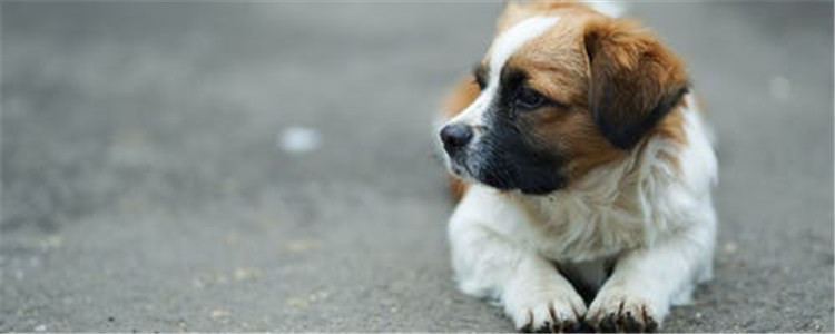 给狗狗美容需要哪些工具 你的美容工具备全了吗？