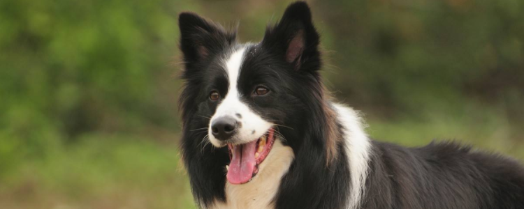 狗狗不良行为有哪些 快看你家狗狗“中奖”了吗