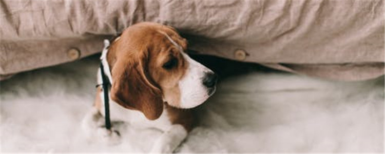 狗狗掉毛是什么原因 这五种原因你知道吗