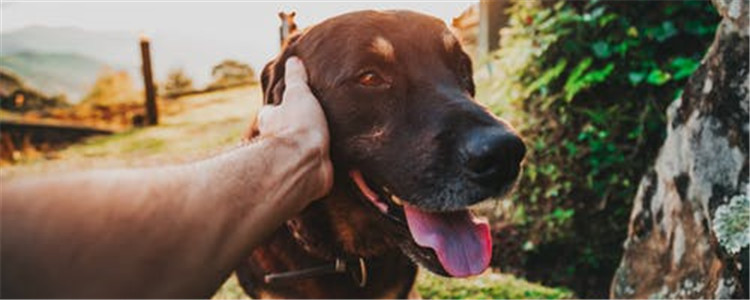 给狗绝育有哪些好处 你会给你家狗狗绝育吗