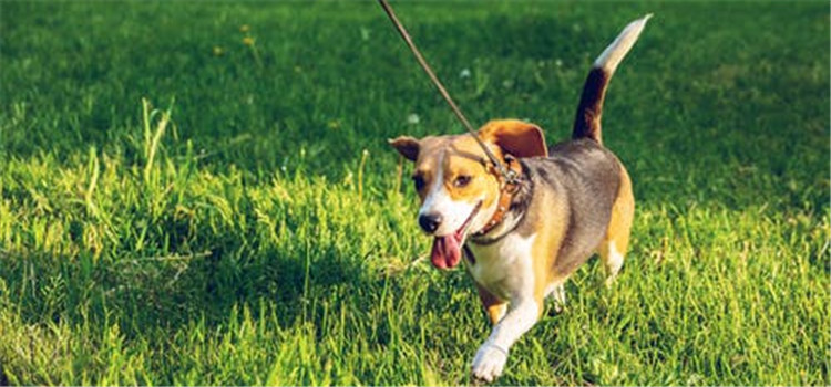 未绝育的母狗容易得什么病 这四种疾病你听过吗