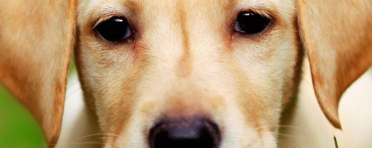 金毛什么时候换粮 换粮的方法你知道吗