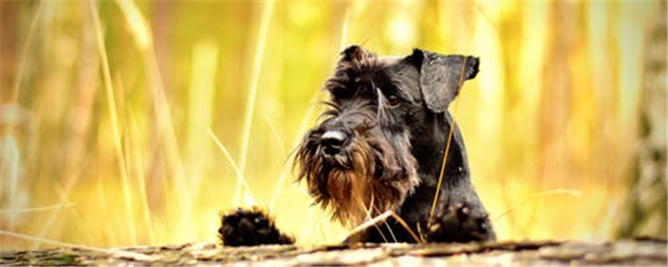 狗不绝育容易得什么病 最好带狗狗做绝育手术