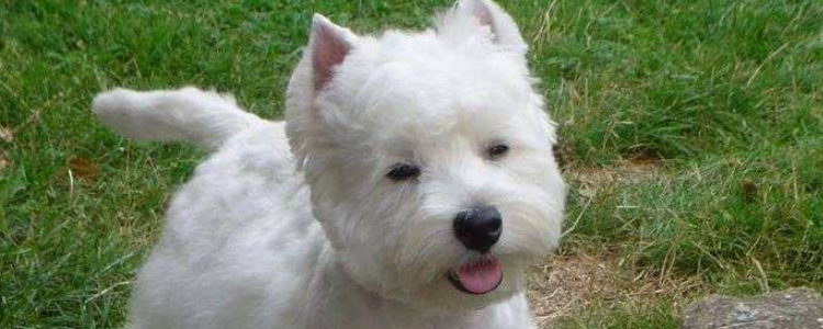 狗狗挠耳朵怎么回事 狗狗挠耳朵可不是生理动作！