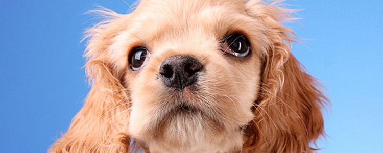 干粮和湿粮的区别 干粮与湿粮的优劣对比