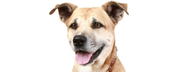 狗粮开封后怎么储存 30秒教会你