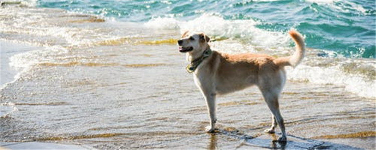 狗狗常见的口腔疾病 这四种疾病你知道吗