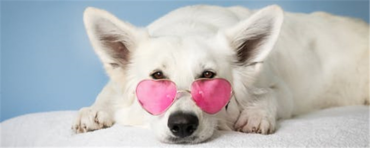 狗三种口腔疾病 你家的狗狗有吗