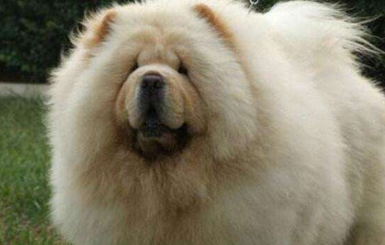 松狮好养吗 松狮喂养指引专家教你松狮怎么养