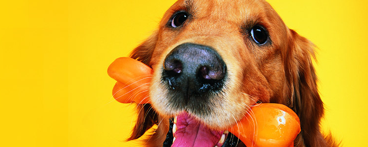 给狗狗剃毛用什么剃 狗狗修剪剃毛的三大类工具