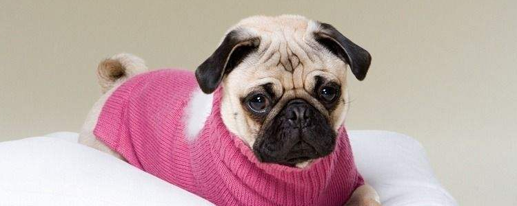 饲养巴哥的注意事项 巴哥的这几点饲养需求你还记不住吗？