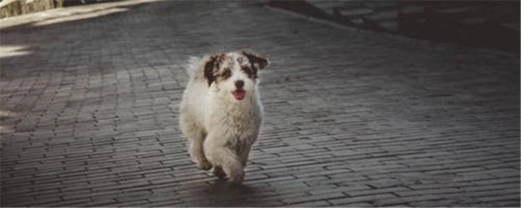 如何预防狗狗皮肤病 以下五种方法教给您