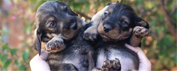 狗狗常见皮肤病有哪些 这三种皮肤病不可掉以轻心