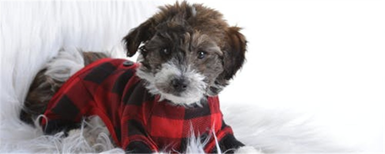 三种狗狗常见皮肤病 让狗狗远离皮肤病