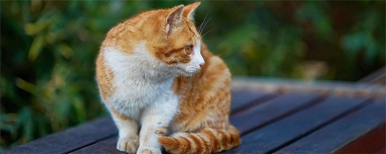 橘猫是什么品种 橘猫为什么都那么胖
