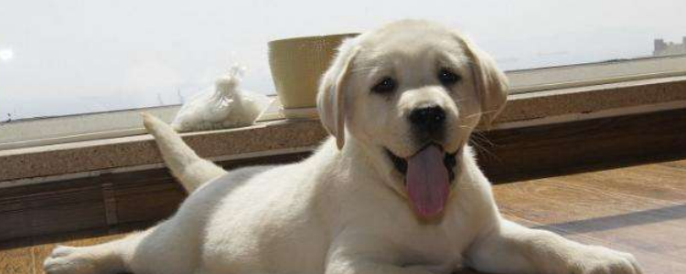 避免被狗咬的方法 学会这几个方法看看还会不会被咬！