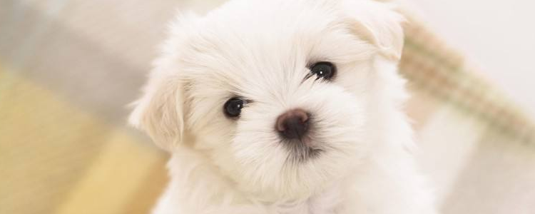 比熊泪痕是什么原因 要怎么去掉