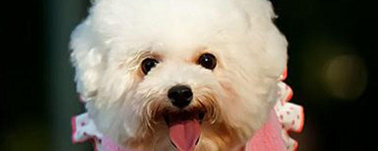 贵宾犬缺钙怎么办 狗狗缺钙的症状有哪些